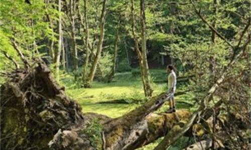 مرداب دریوک